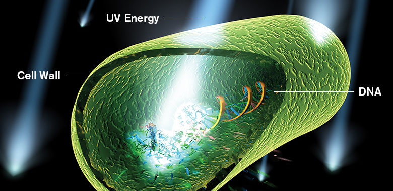 Rendering of UV energy damaging a microorganism’s DNA